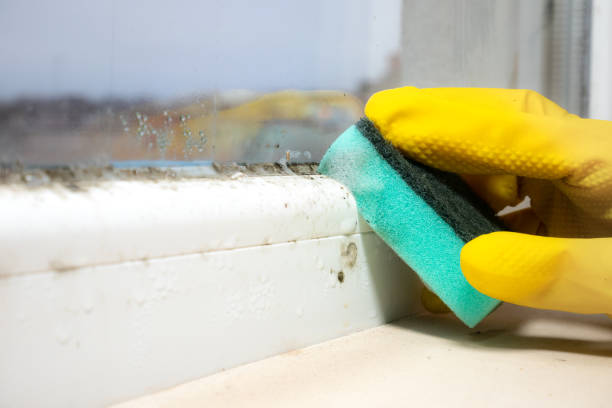 Trusted Lake City, IA Mold Remediation Experts